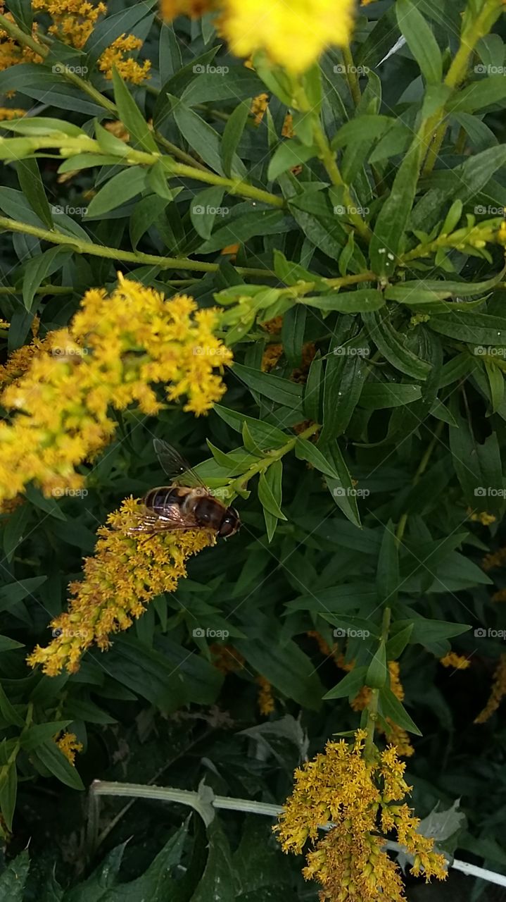 Bubble Bee on wild flower