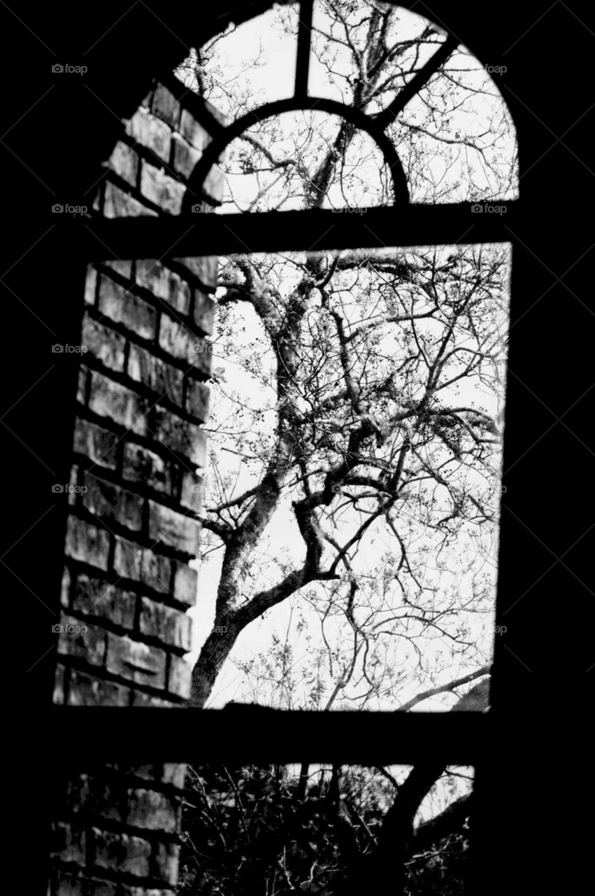 window tree