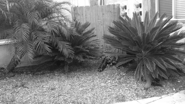 Around the neighborhood...