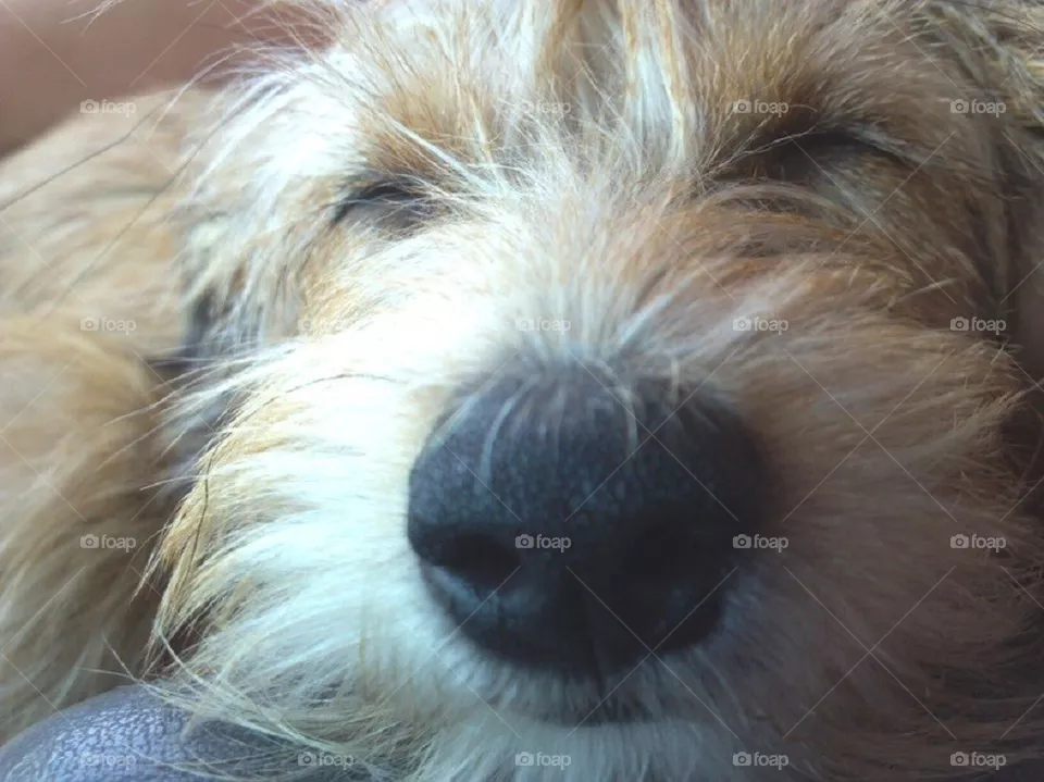 Muttly