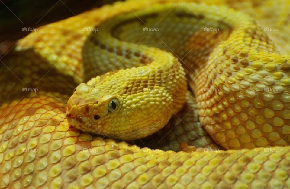 Yellow Viper