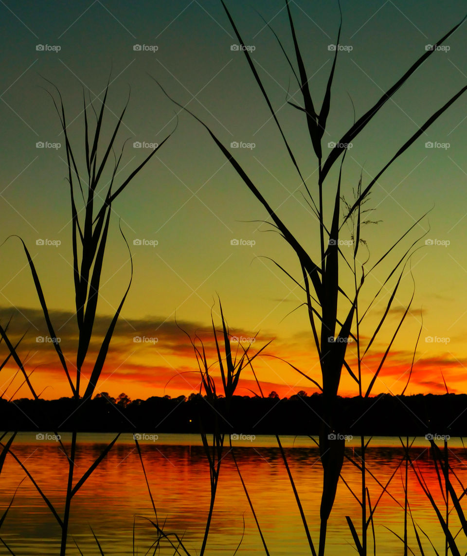 Silhouette of trees during sunset