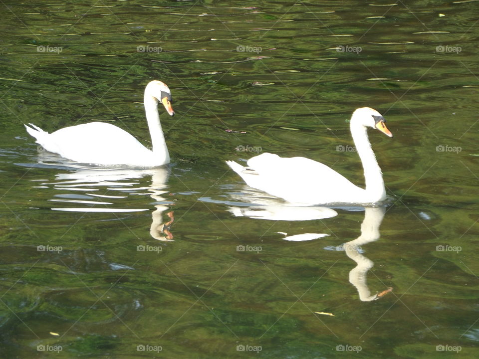 Two Swans