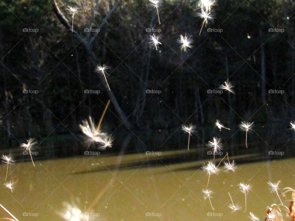 flower seeds parachutes floating in wind over water