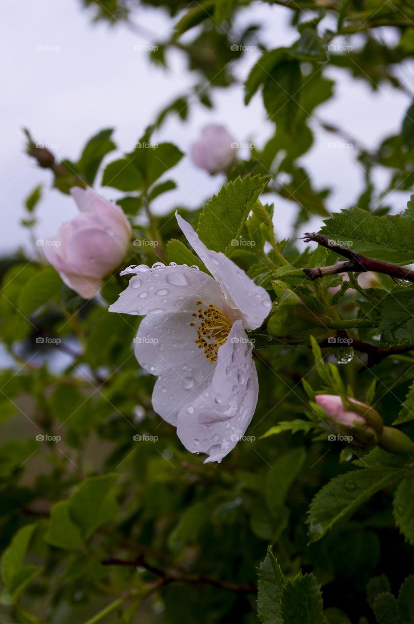 After the rain