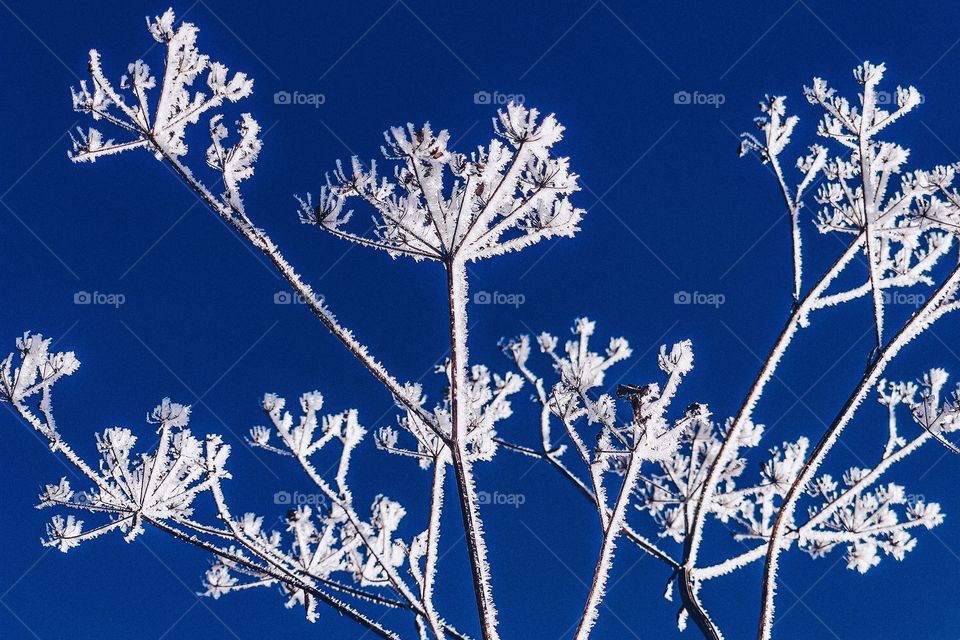 snow covered grass closeup