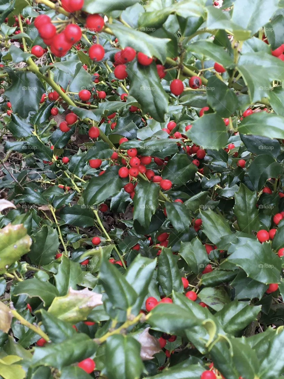 Holly leaves and bright red berries