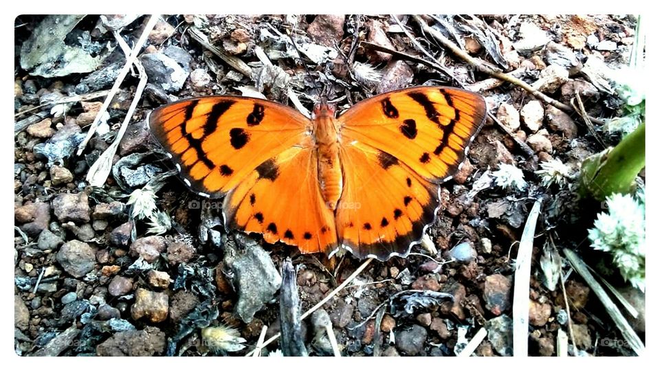 Trying to fly butterfly