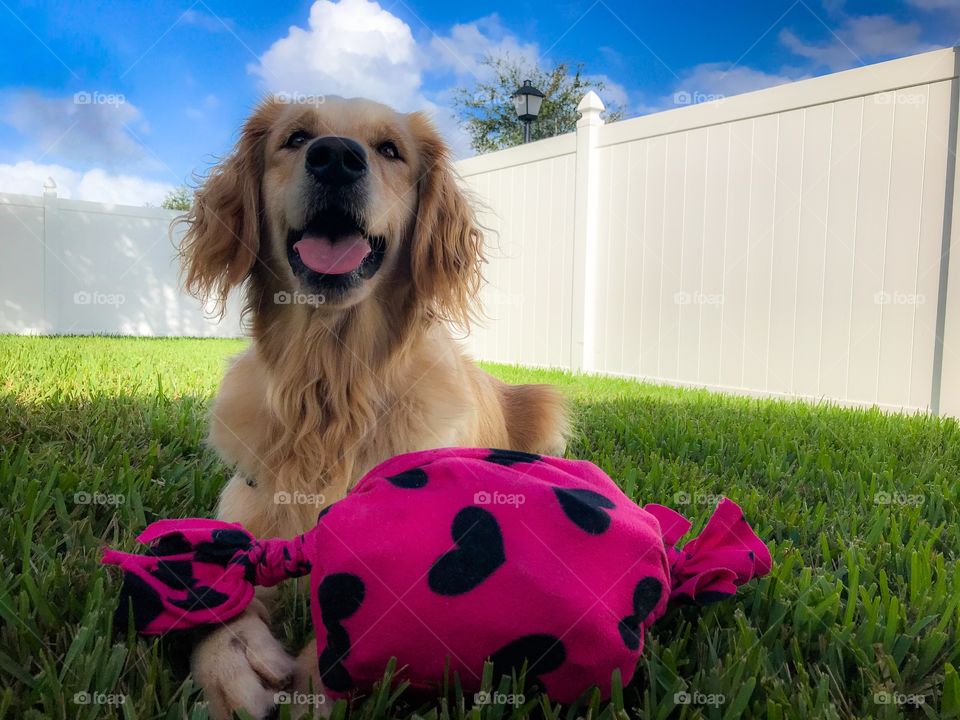 Happy pet golden retriever 
