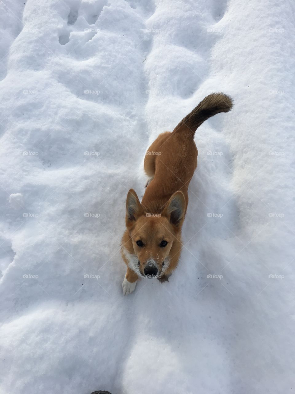 Pepper in the snow 