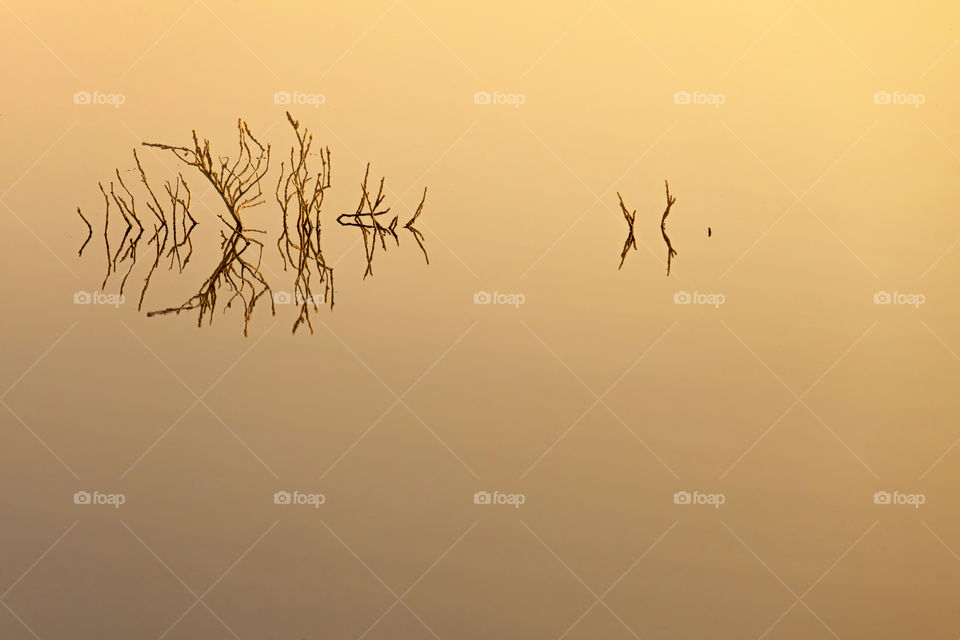 Reflection in the lake