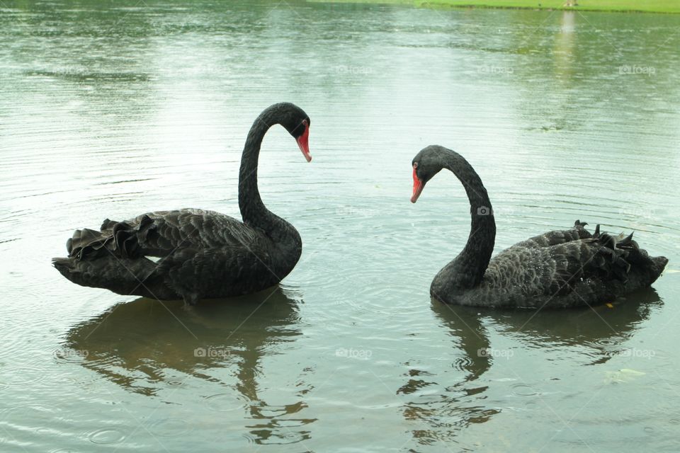 2 swans