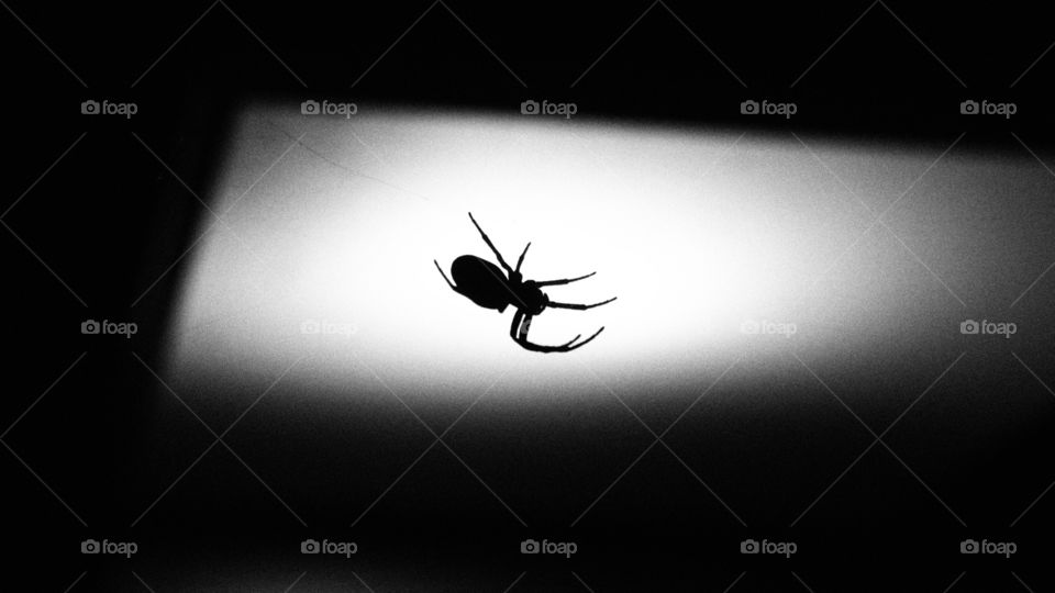 Spider Black/White 