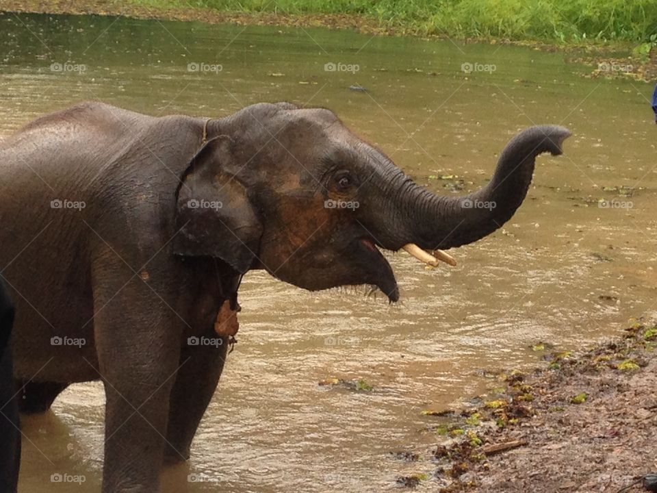 elephant at elephant conservation center in Laos