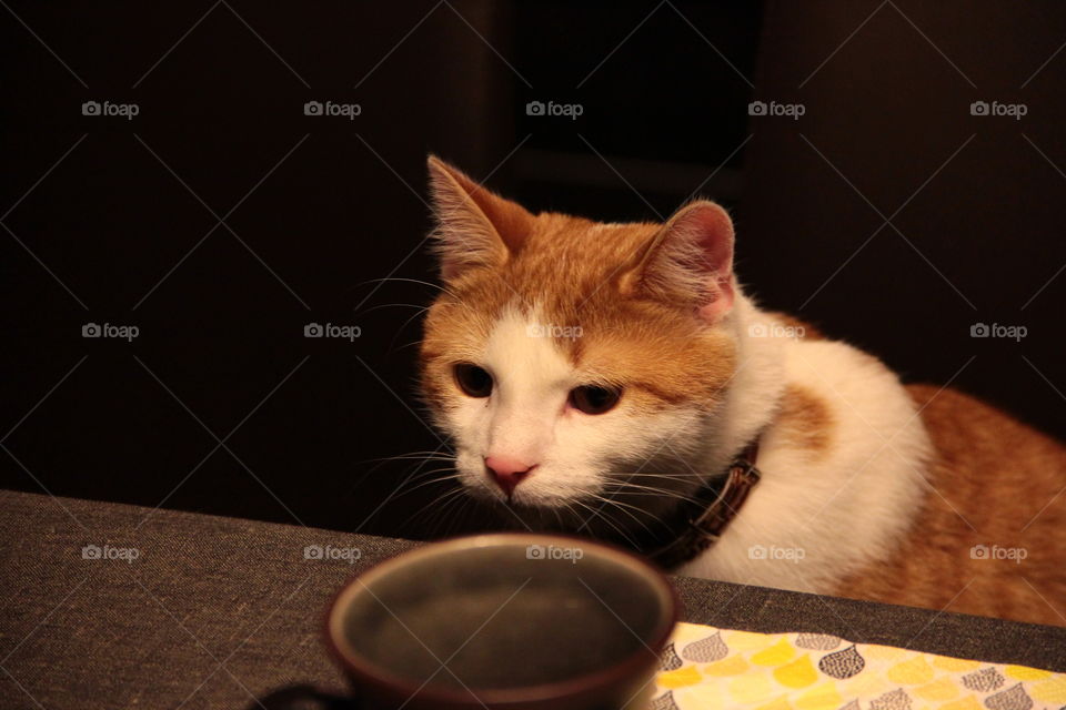 Cat at the table