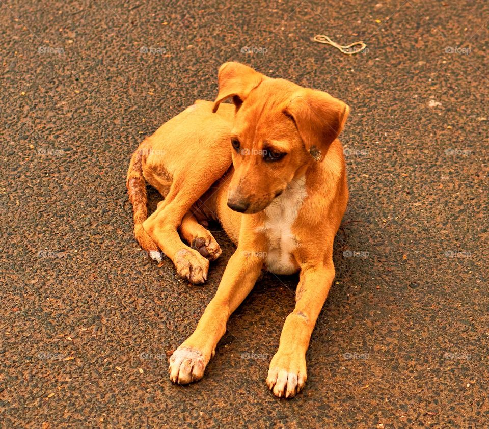 Street dog - puppy