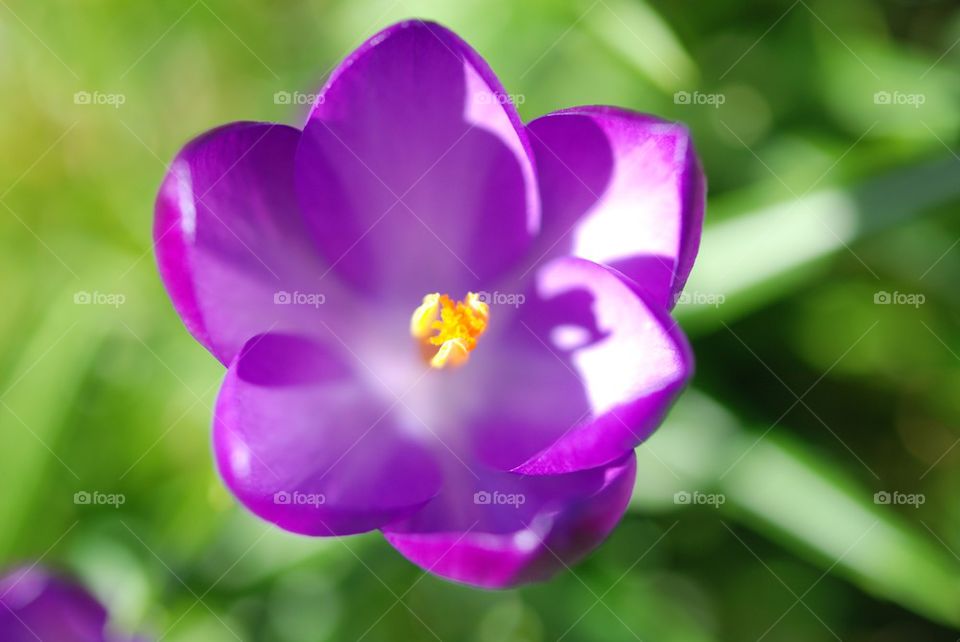 Purple open crocus