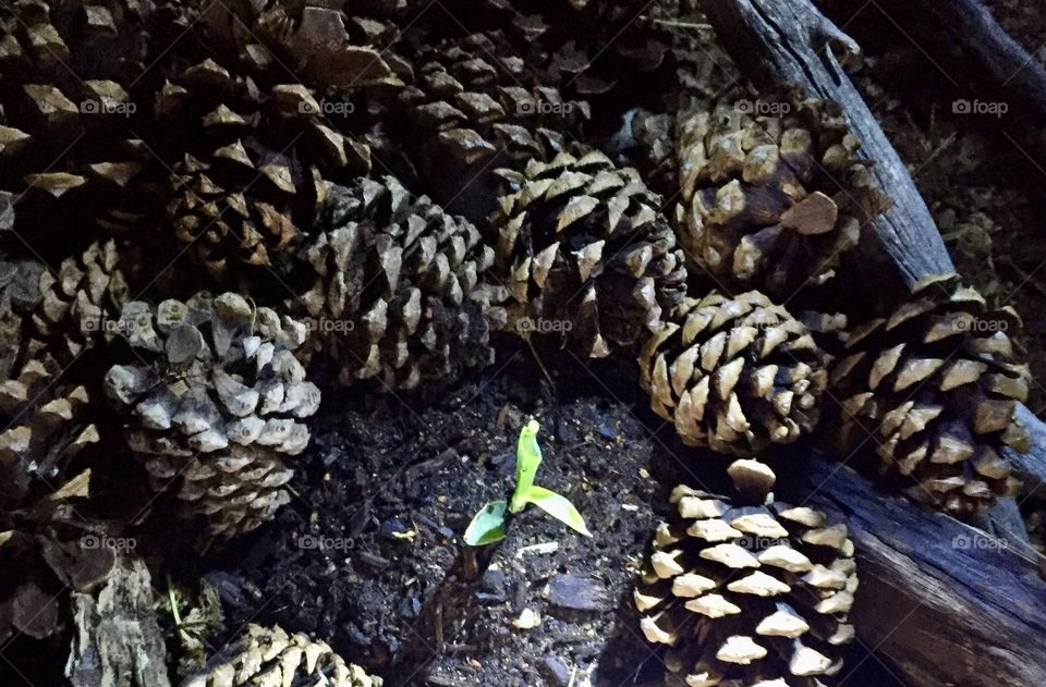 PROTECTION- CORN SPROUT SURROUNDED BY PINE CONES