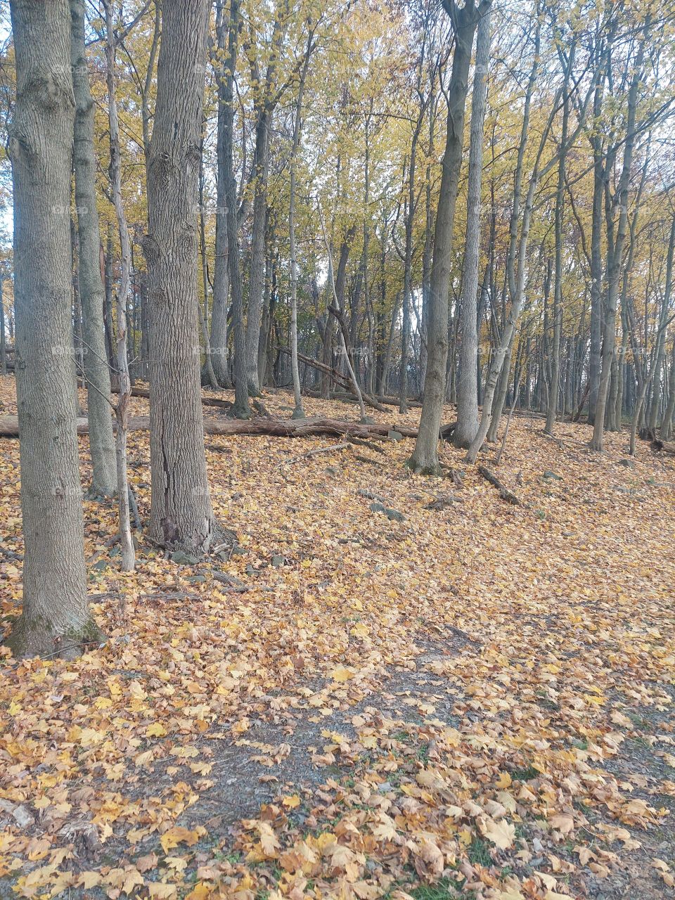 woods in the fall