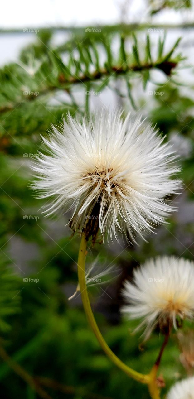 dandelion fluff, make a wish.