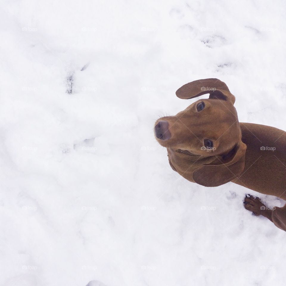 Dachshund Dog in Snow