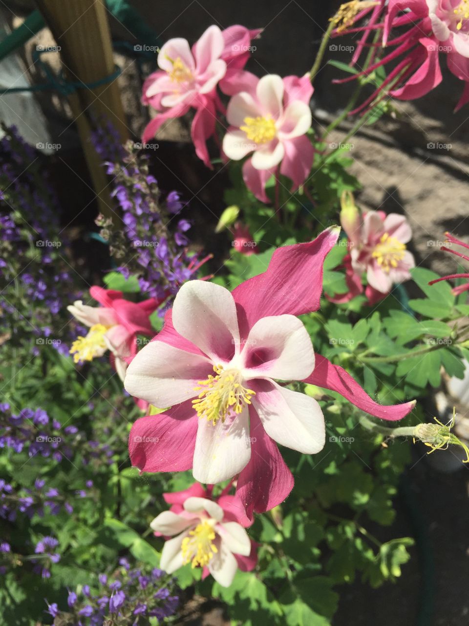 Columbine in the garden