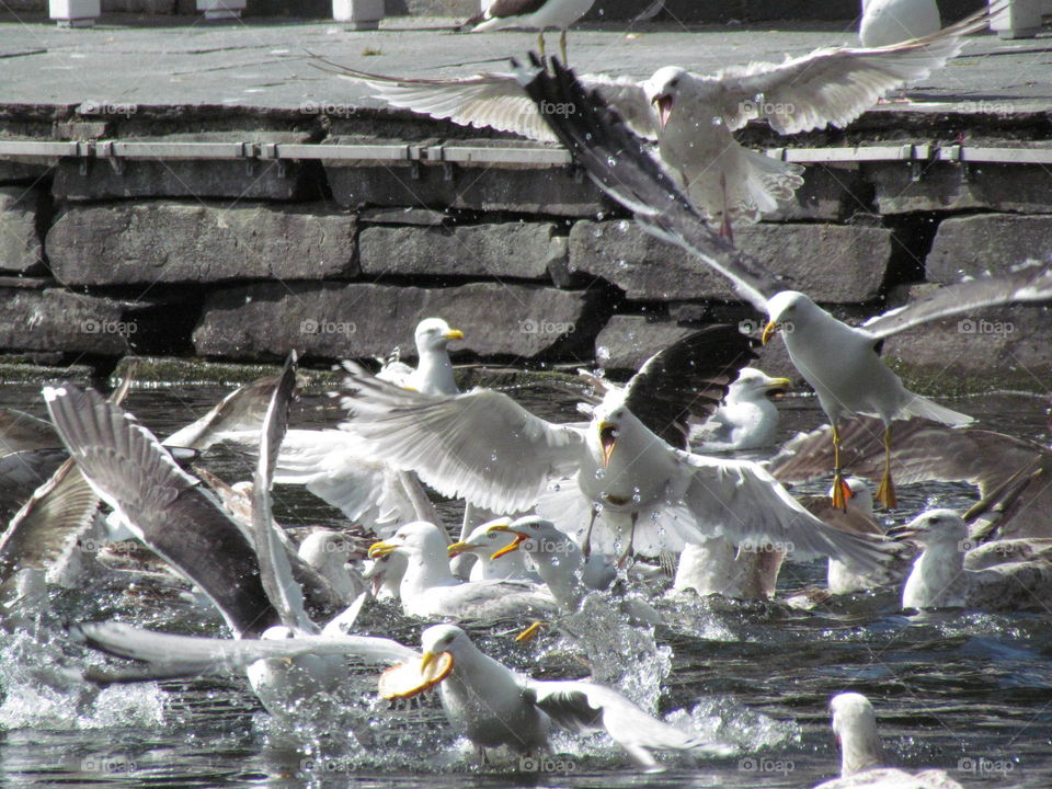 Sea birds fighting for food. First summer day in Stavanger, Norway people feeding birds by the lake