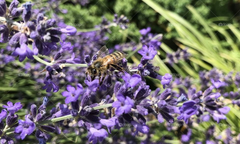 Bee Lavendel 