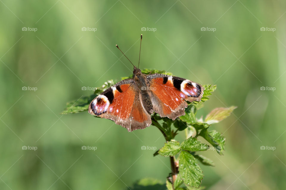 Peacock butterfly on a green leaf on a beautiful sunny day . En påfågelöga fjäril på grön kvist en solig dag  
