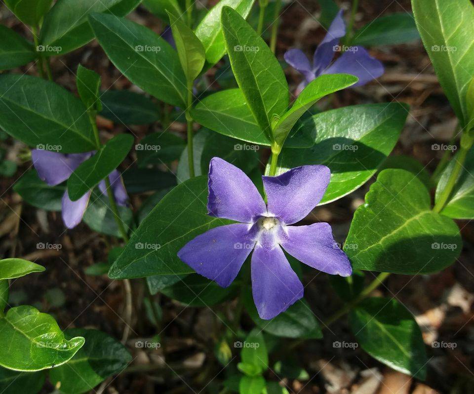 purple flower