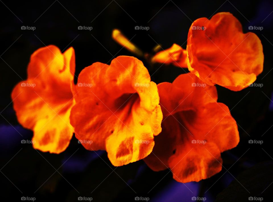 Trumpet flower  - firey style