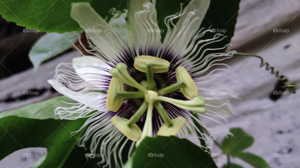 Passion flower in bloom in the garden
