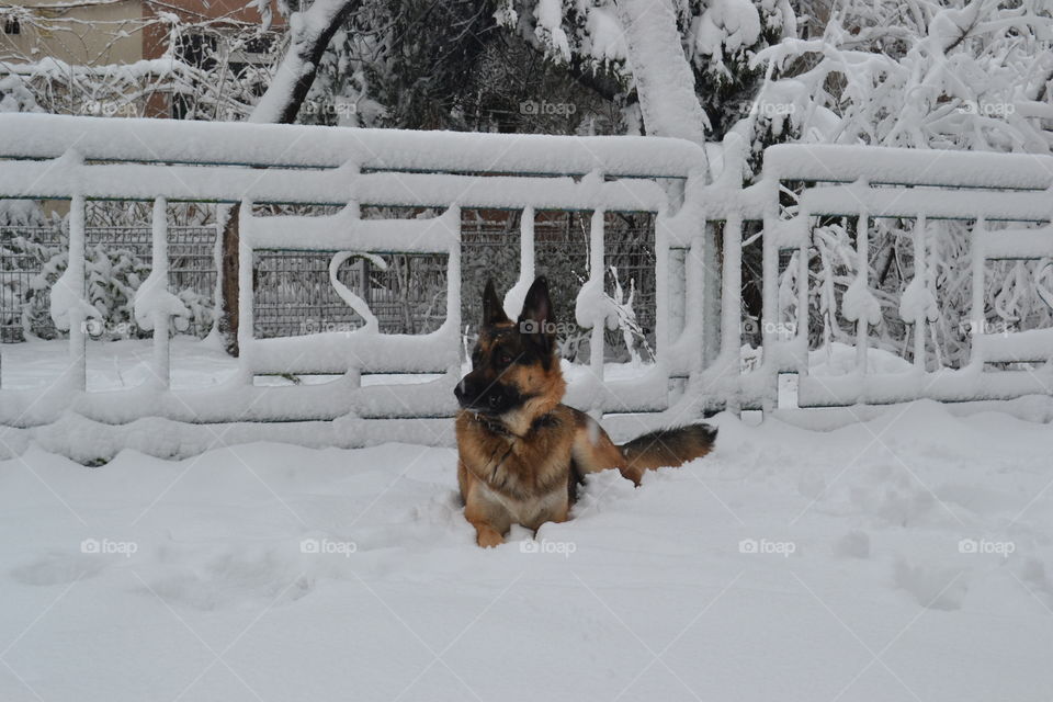 German Shepherd in Winter Wonderland
