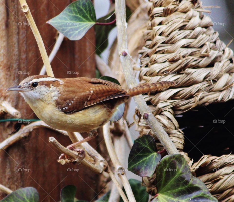 Wren