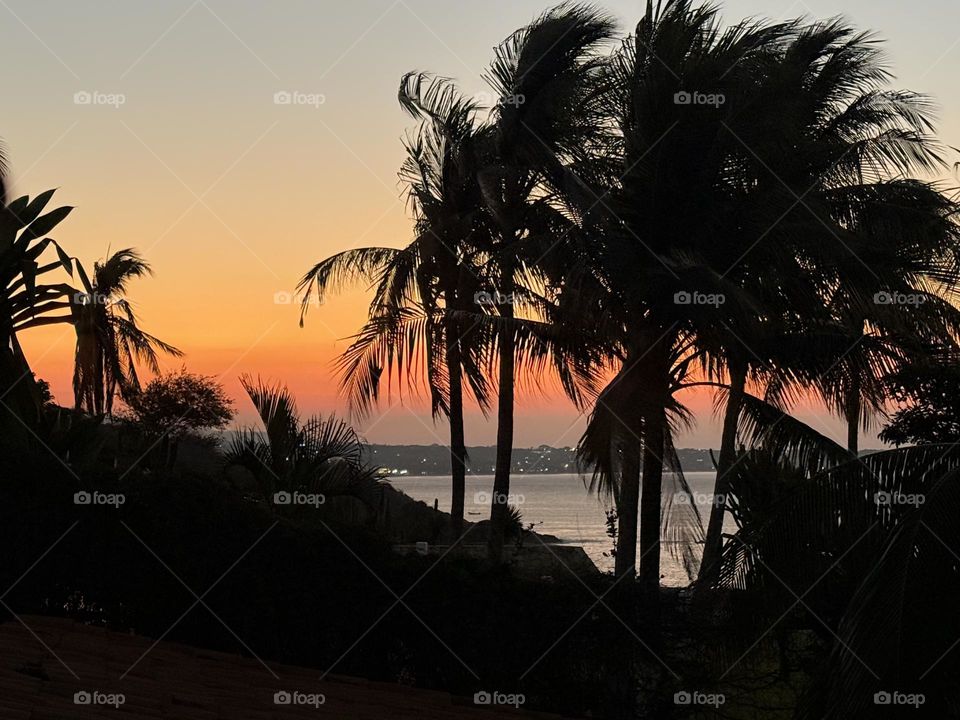 Sunrise through palm trees