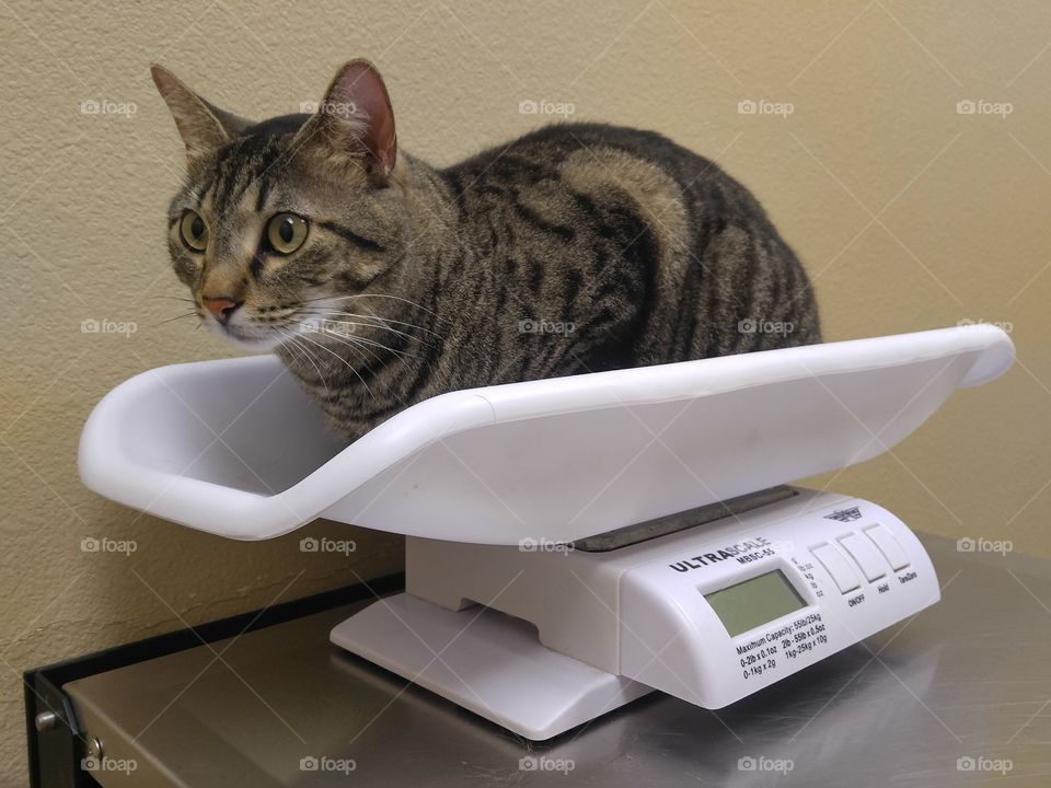 Cat on scale