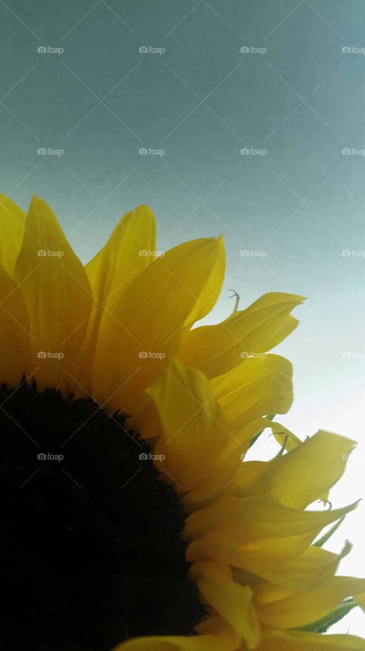 close-up sunflower. close-up of sunflower against a tinted window pane with sunlight filtering through.