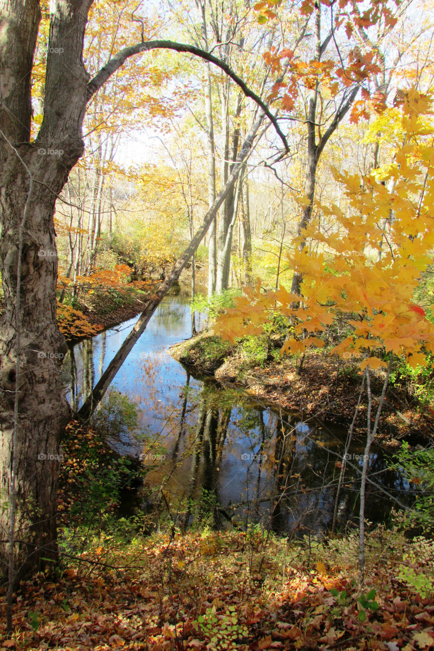 View of lake in forest