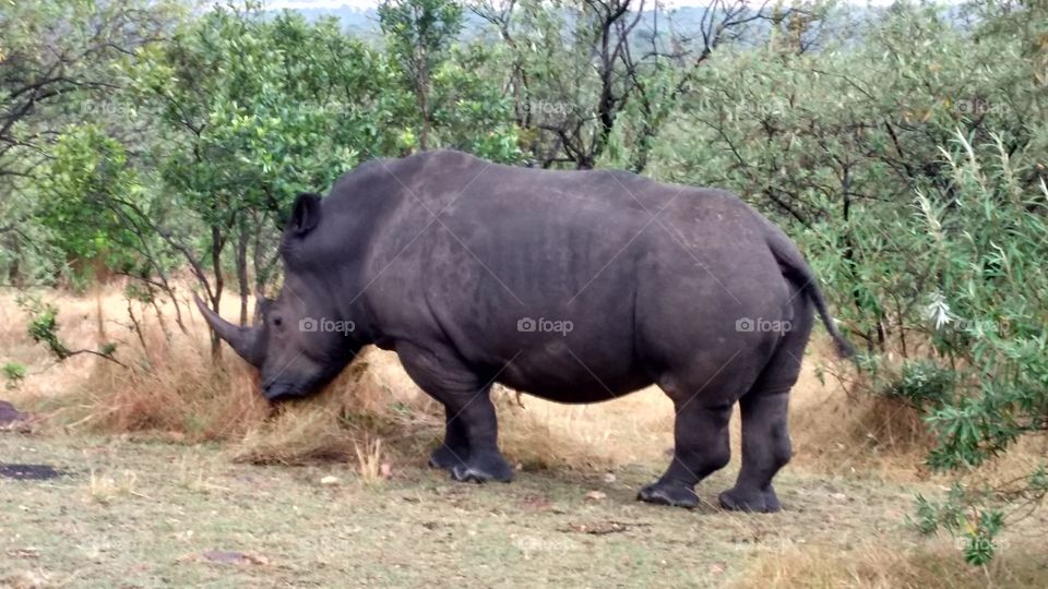 Black rhino from Kenya