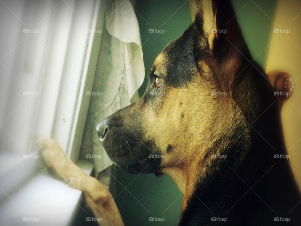 Watching Squirrels. Milo the German Shepherd waiting for squirrels to come out. 