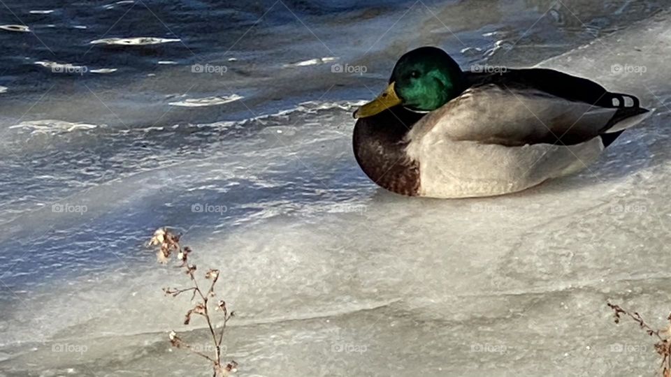 Duck on ice
