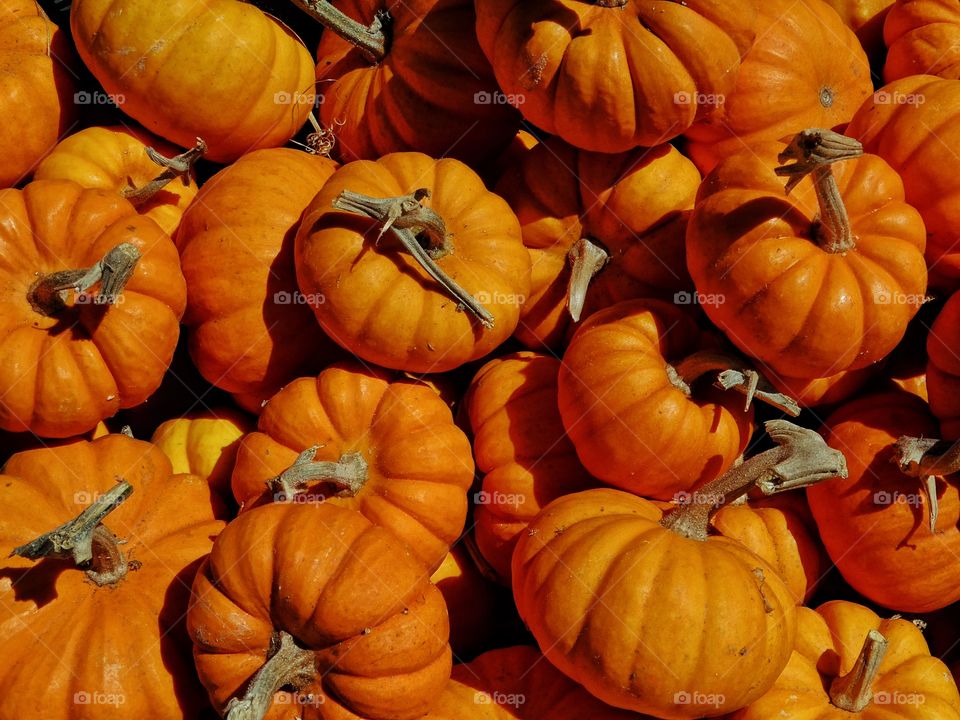 Orange Pumpkins. Autumn Harvest Color
