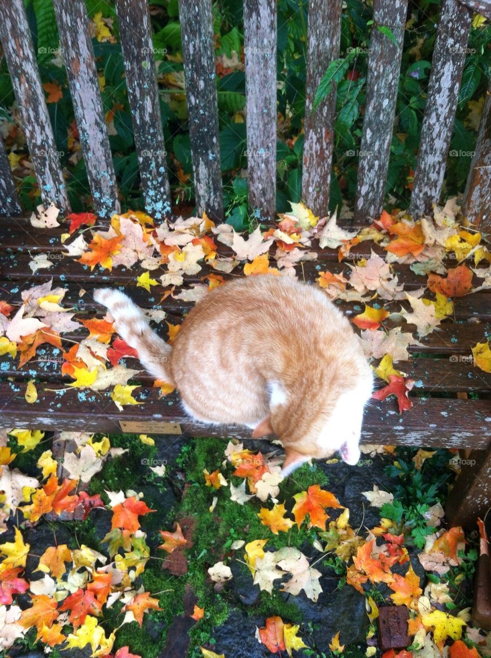 Bench Cat