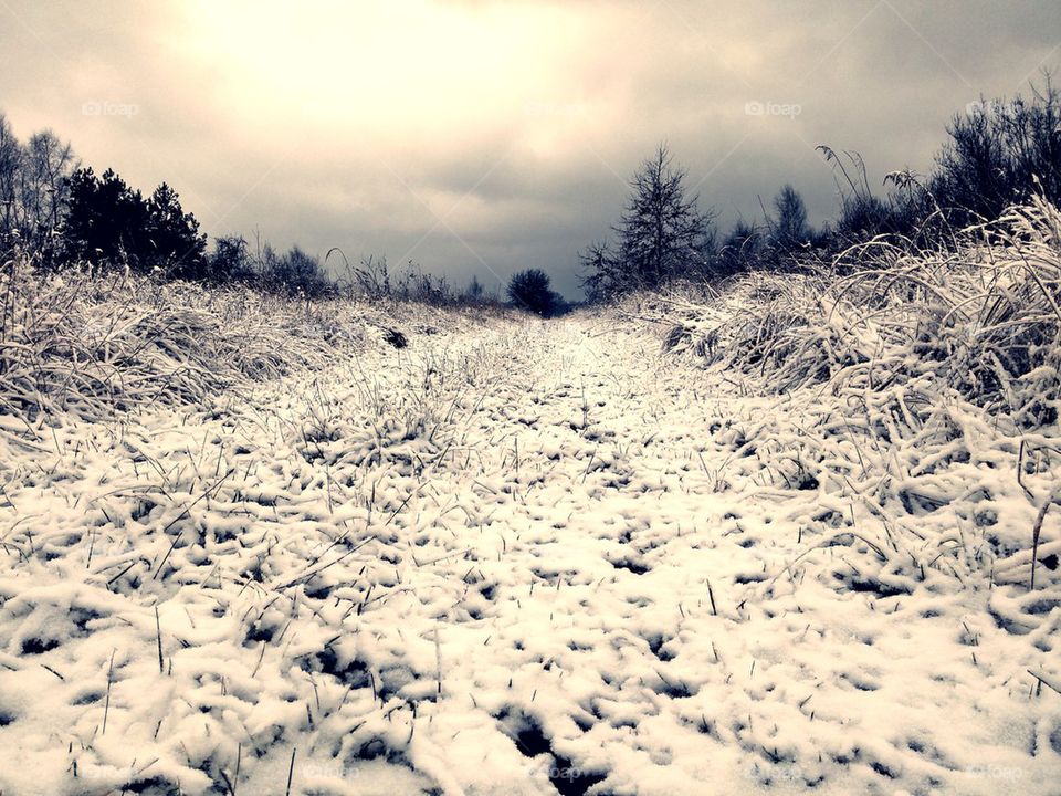 Snowy Road