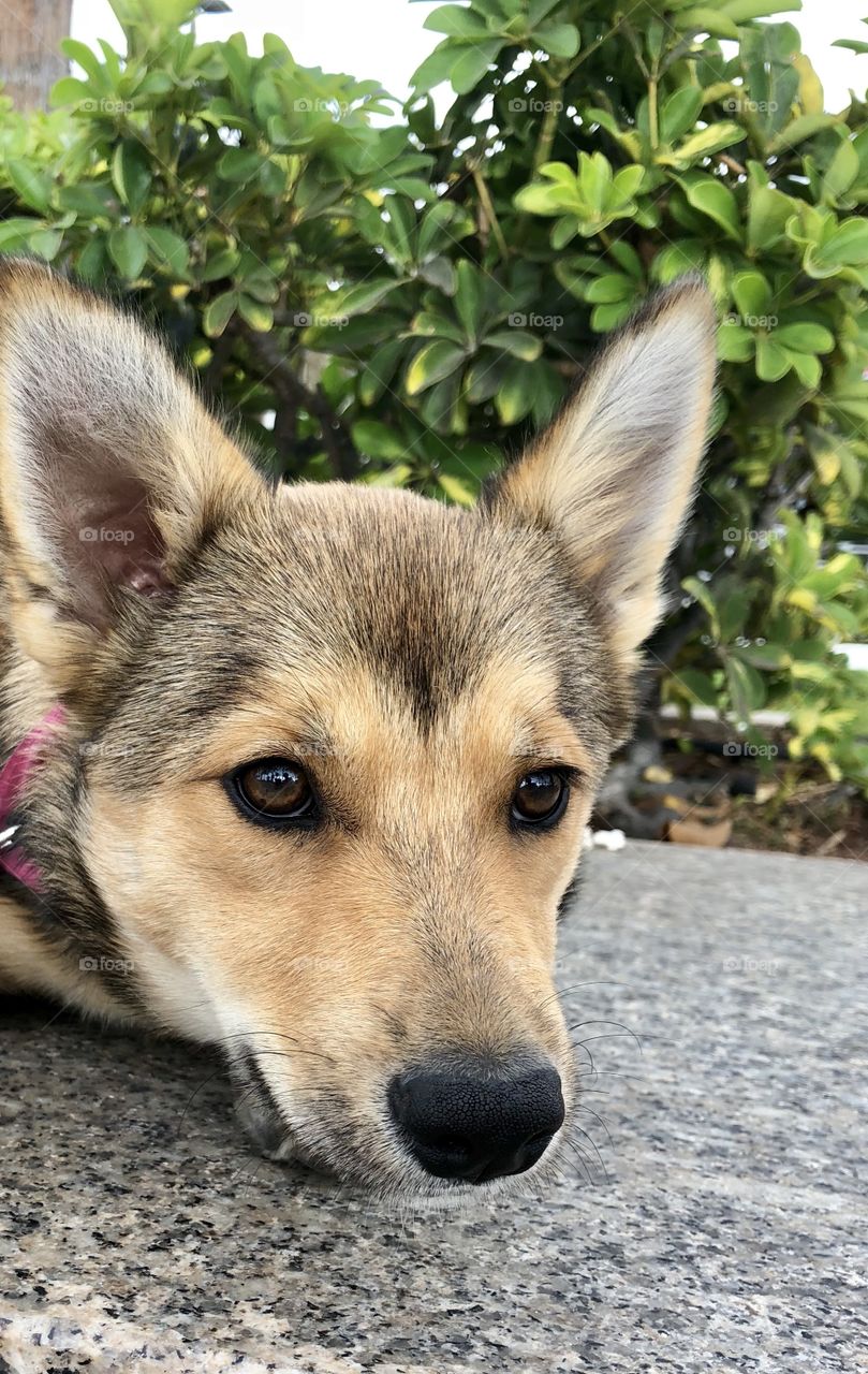 Close up puppy 