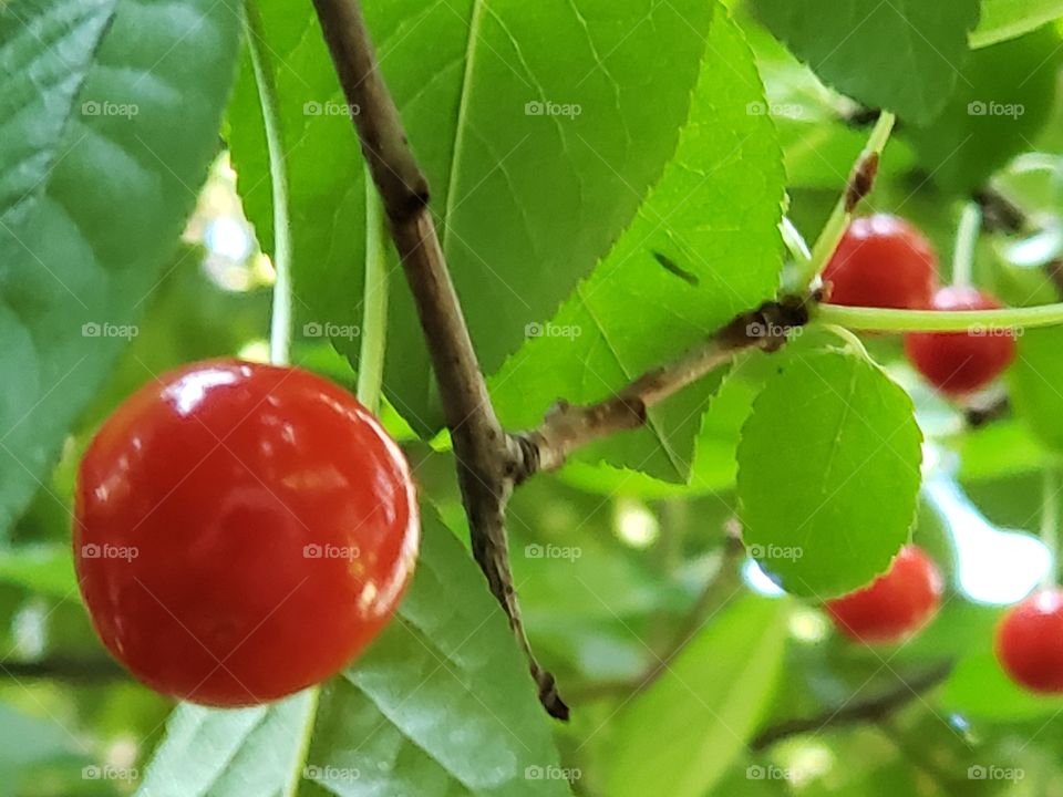 Sour cherries