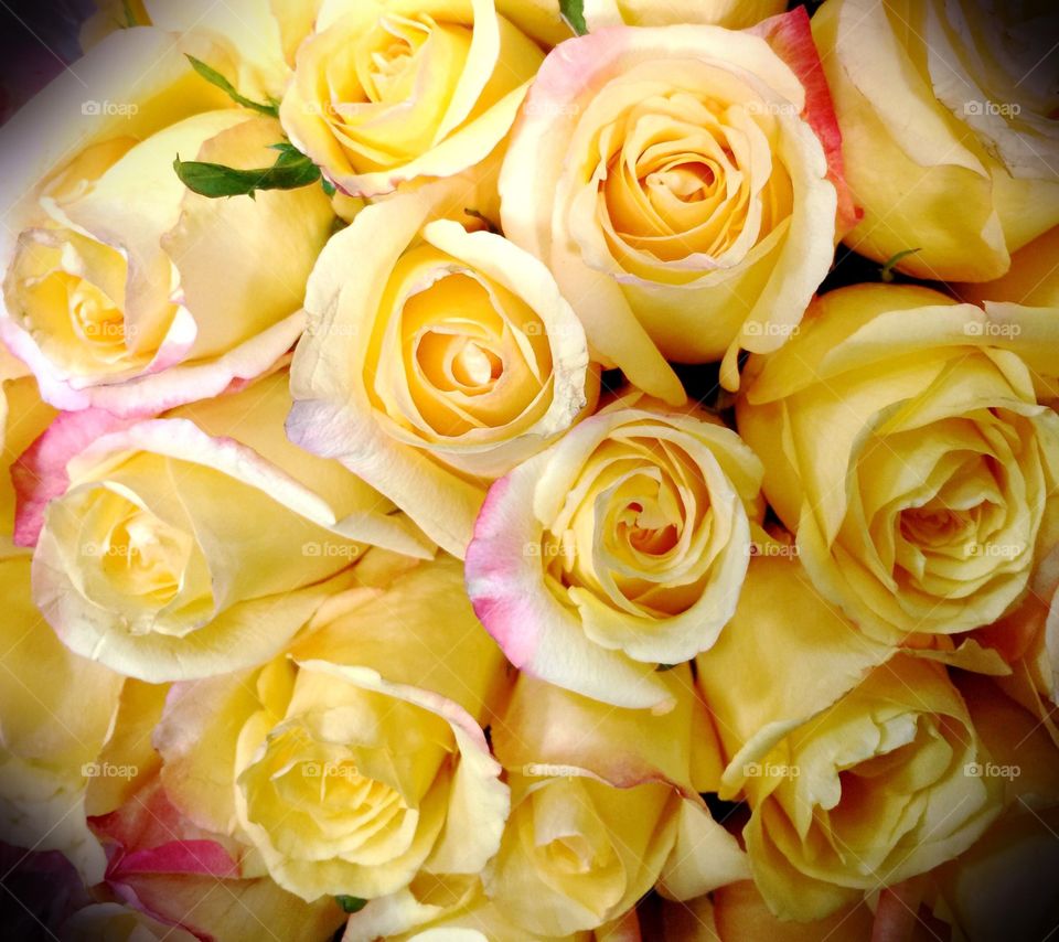 Yellow roses. Yellow roses tinged in pink.