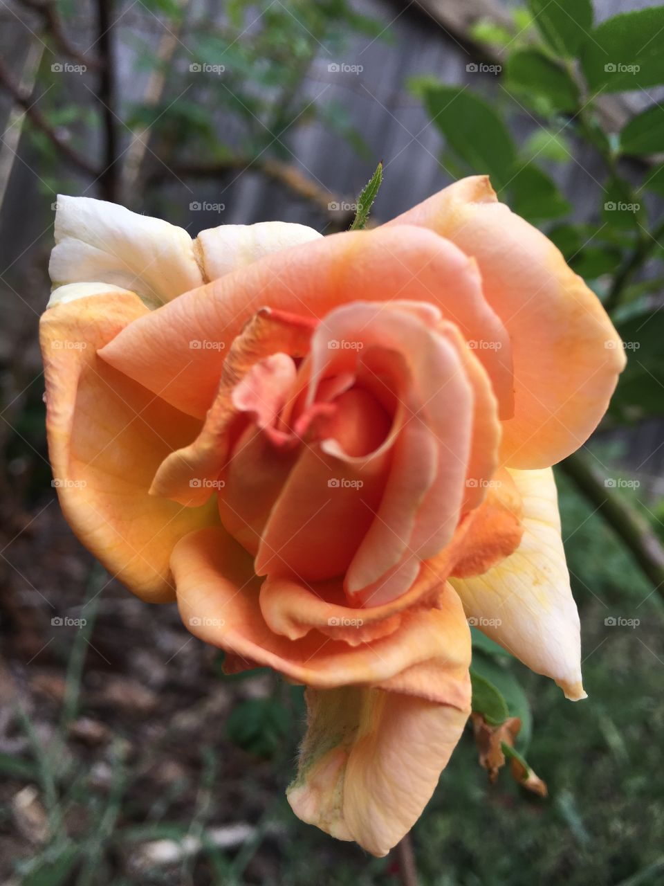 Flower of orange 