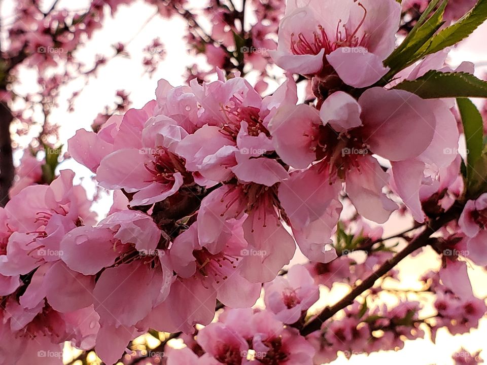 Pink peach blossoms: spring tree blooms