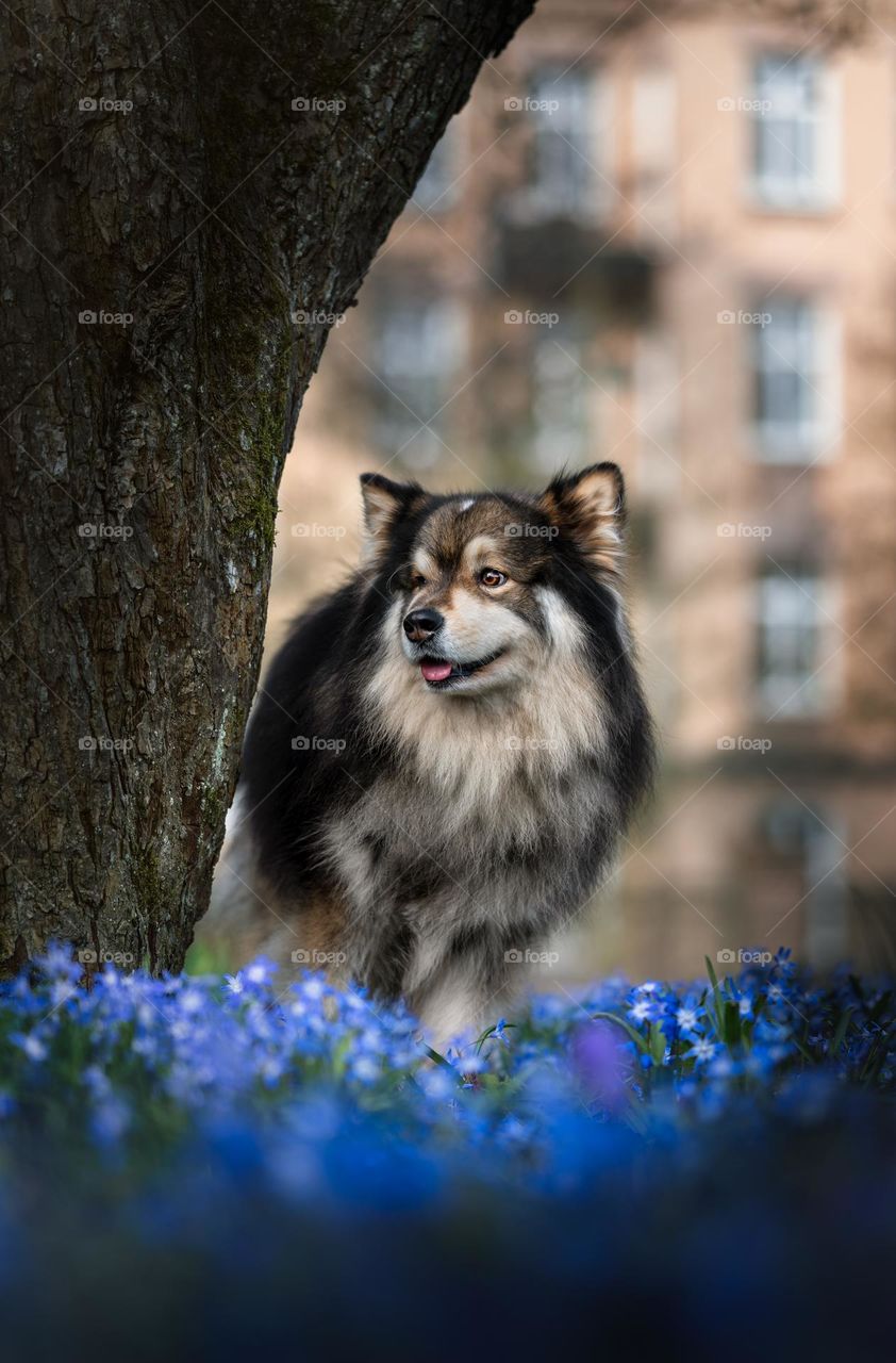Portrait of a Finnish Lapphund dog 